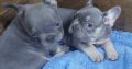 Exotic French Bulldog puppies