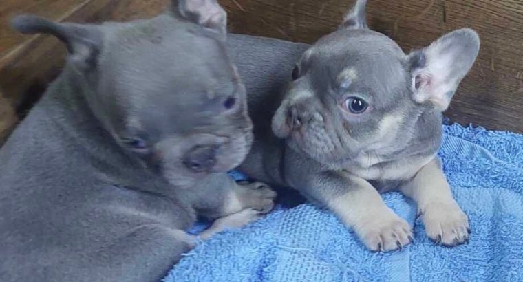 Exotic French Bulldog puppies