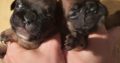 French Bulldog puppies