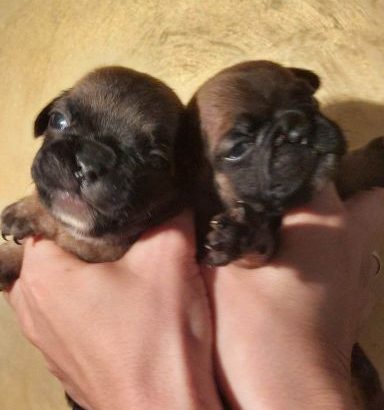 French Bulldog puppies