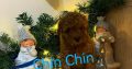 Red Poodle puppies for sale