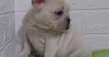 Exotic French Bulldog puppies