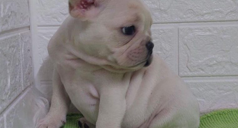 Exotic French Bulldog puppies