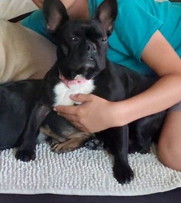 French Bulldog puppies