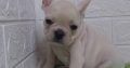 Exotic French Bulldog puppies