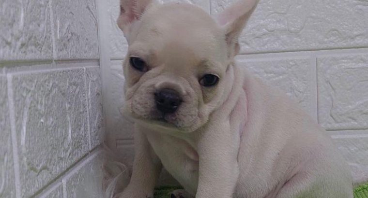 Exotic French Bulldog puppies