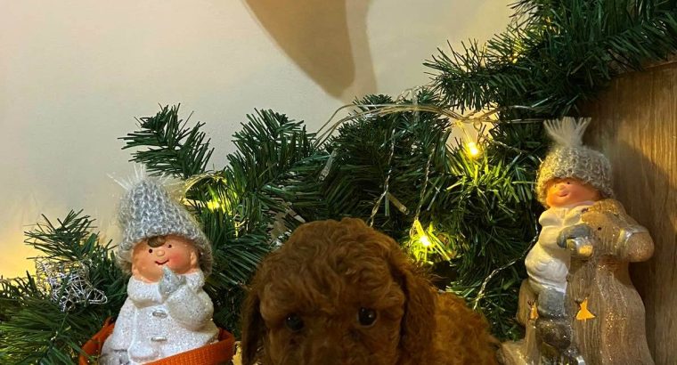 Red Poodle puppies for sale