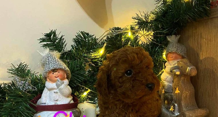 Red Poodle puppies for sale