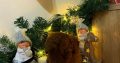 Red Poodle puppies for sale