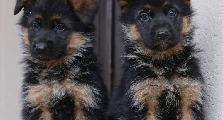 German Shepherd puppies