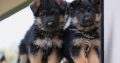 German Shepherd puppies