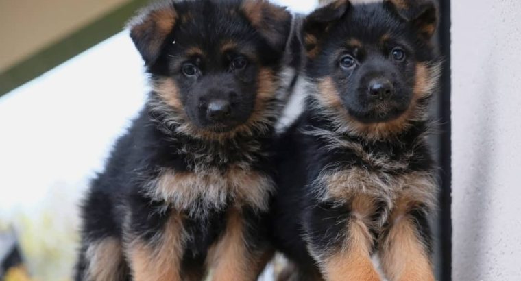 German Shepherd puppies