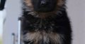 German Shepherd puppies