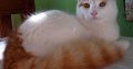 Cute Turkish van kittens available for sale