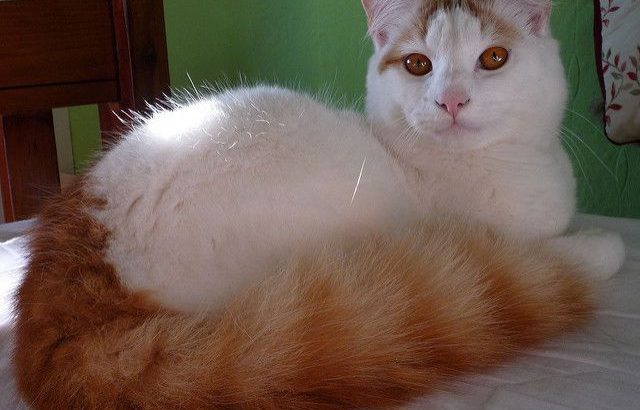 Cute Turkish van kittens available for sale