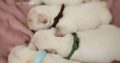 French Bulldogs, Cream Puppies, Fluffy Gene L4
