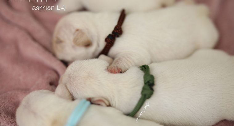 French Bulldogs, Cream Puppies, Fluffy Gene L4