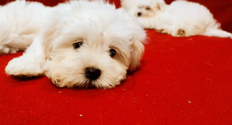 Maltese puppies