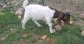 Boer Goats for sale
