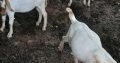 Boer Goats for sale