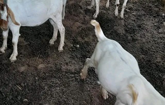 Boer Goats for sale