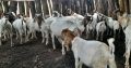 Boer Goats for sale