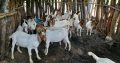 Boer Goats for sale