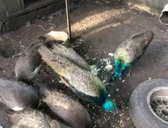Peacock birds