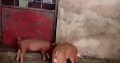 Duroc pigs growers