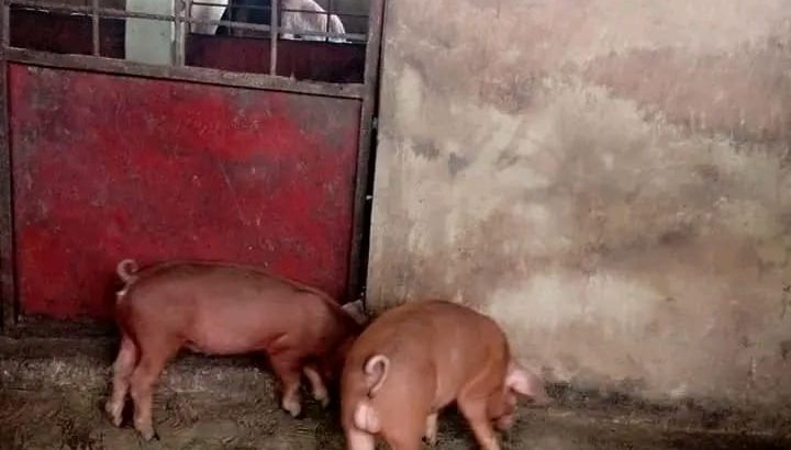 Duroc pigs growers