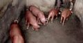 Duroc pigs growers