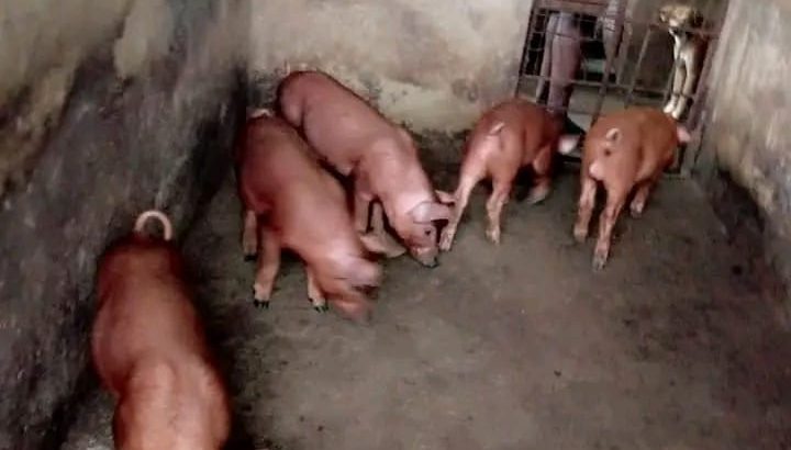 Duroc pigs growers