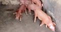 Duroc pigs growers