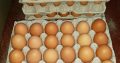 Fresh Farm eggs