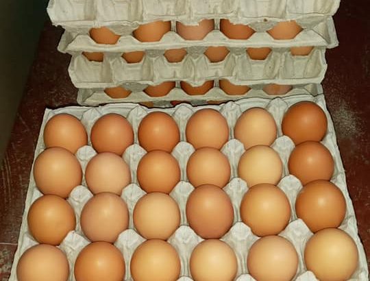 Fresh Farm eggs