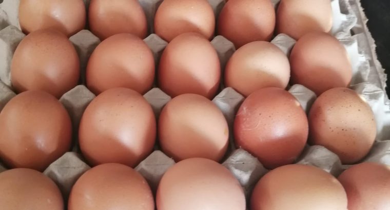 Fresh Farm eggs