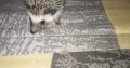 Hedgehog babies forsale