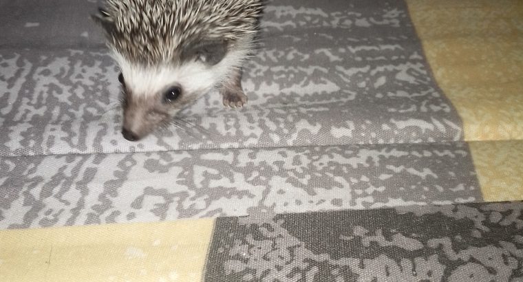 Hedgehog babies forsale
