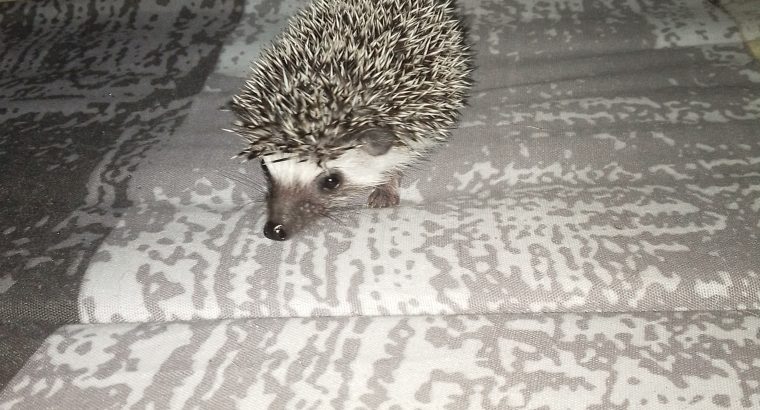 Hedgehog babies forsale