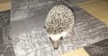 Hedgehog babies forsale
