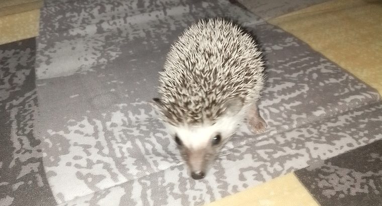 Hedgehog babies forsale
