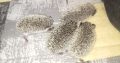 Hedgehog babies forsale