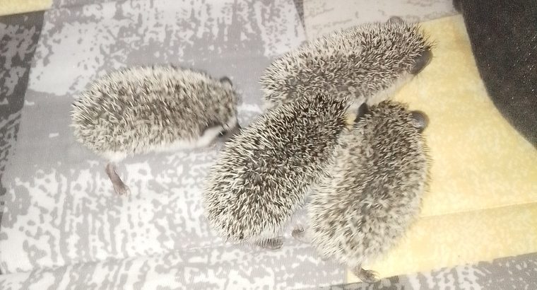 Hedgehog babies forsale