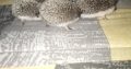 Hedgehog babies forsale