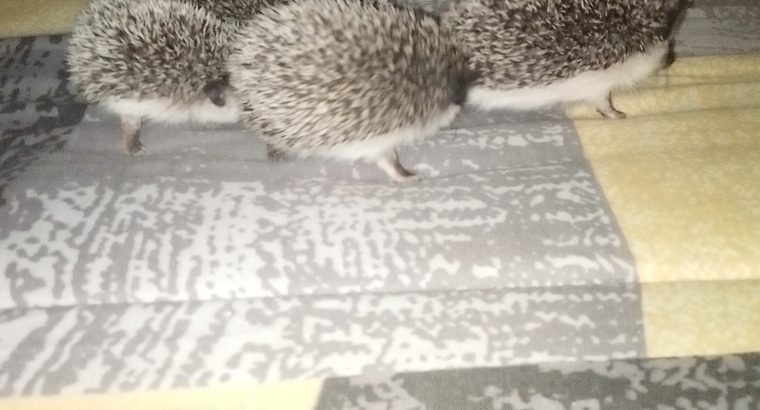Hedgehog babies forsale