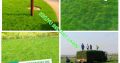 Instant Lawn Delivery and Service