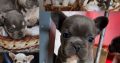 Exotic French Bulldog