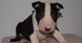 Bull Terrier puppies