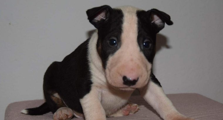 Bull Terrier puppies