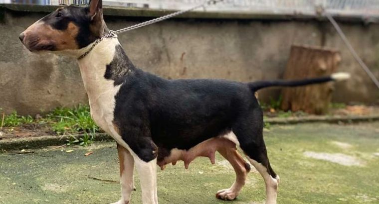 Bull Terrier puppies